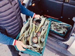 carciofi per carciofiamo_rossointenso